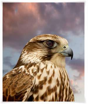 Pilgrimsfalken återvänder