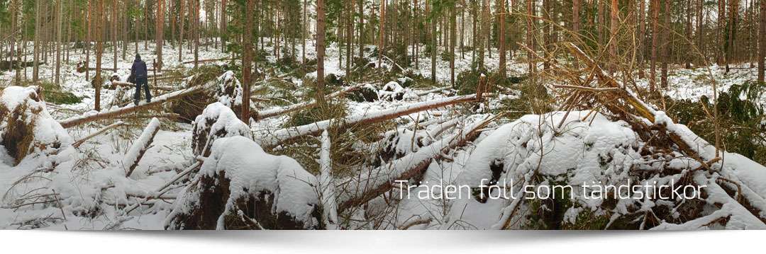 träd föll som tändstickor